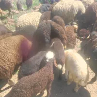 بره نر