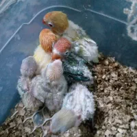 انواع جوجه سرلاکی کوتوله|پرنده|تربت جام, شهرک آزادگان|دیوار