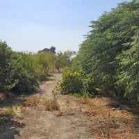 زمین باغی|فروش زمین و ملک کلنگی|باقرشهر, |دیوار