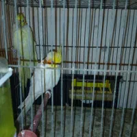 عروس هلندی جفت با جوجه و تخم با یک عدد ماده دستی