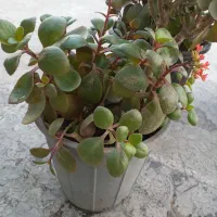 انواع گل|گل و گیاه طبیعی|قم, قلعه عموحسین|دیوار