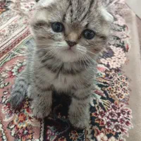 بچه گربه  اسکاتیش|گربه|لنگرود, |دیوار