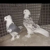 کبوتر شازده هما سرور کاکلی|پرنده|چهاردانگه (تهران), |دیوار