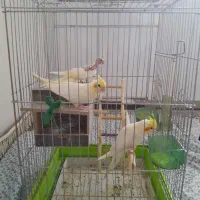 عروس هلندی مولد دو ساله