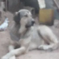 ماده عراقی پژدرسرابی