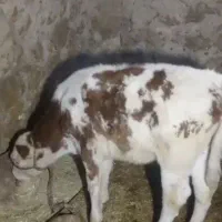 گوساله|حیوانات مزرعه|پاتاوه, |دیوار