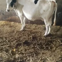 گاو شیری|حیوانات مزرعه|اردبیل, |دیوار