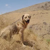 چستر