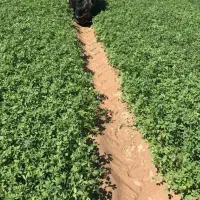 یونجه خالص خرمنکوب شده