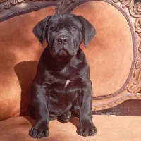 کنکورسو ، روتوایلر ، ژرمن و دوبرمن