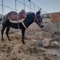 قاطر اصیل وجوان وباری