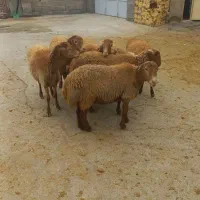 کاور ماده  مغان داشتی