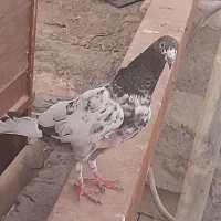 کبوتر ذات دار