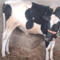 گاونر ،یک سال ونیم