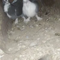 مجسمه کبوتر|مجسمه، تندیس، ماکت|بیرجند, |دیوار