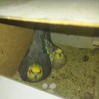 ۳ عدد عروس هلندی بالغ|پرنده|قزوین, |دیوار