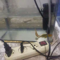 سلام|ماهی|باقرشهر, |دیوار