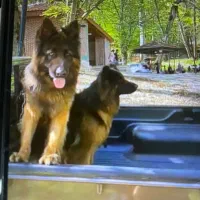 سگ ژرمن شولاین یک جفت نر ‌ماده