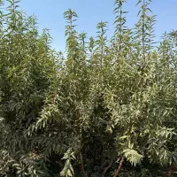 نهال بادام اقتصادی مقاوم به آفات‌و‌سرما|خدمات باغبانی و درختکاری|رابر, |دیوار