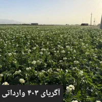 سیب زمینی بذری کلاس ۴۰۲ و ۴۰۳