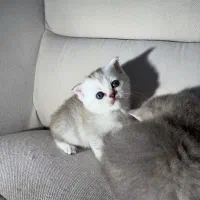 اسکاتیش و بریتیش|گربه|رشت, گلسار|دیوار