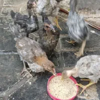 جوجه گلین لری و قناری