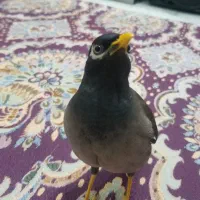 مرغ مینا نرفول رام سخنگو بالای 20کلام|پرنده|تهران, فلاح|دیوار