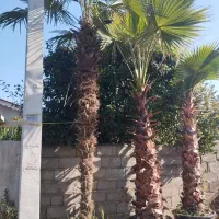 پالم.یاس.چمن|گل و گیاه طبیعی|رودسر, |دیوار