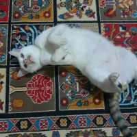 واگذاری گربه نر خانگی بسیار رام ودوست داشتنی|گربه|لنگرود, |دیوار