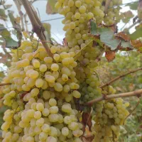 انگور کشمش بیدانه