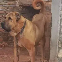 توله های سرابی اصیل و خاص آخرت نژاد سرابی