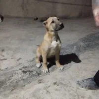 سگ نر|سگ|شیروان (خراسان), |دیوار