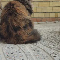 گربه پرشین|گربه|تبریز, |دیوار