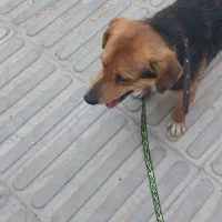 سگ نژاد ژمن واشپیز