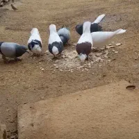 کبوتر طوقی سیاه