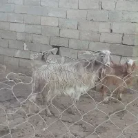 بز جوان همراه بزغاله نر