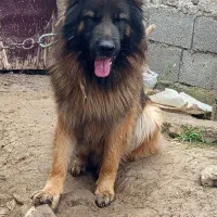 ژرمن نر|سگ|رشت, نظری|دیوار