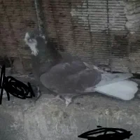 کفتر ریشی دم سفید