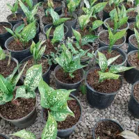 فروش عمده گل|گل و گیاه طبیعی|آباده, |دیوار