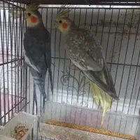 عروس هلندی کوتوله جفت رو تخم جوجه معاوضه باگرینچیک|پرنده|مشهد, مهدی آباد (بلوار توس)|دیوار