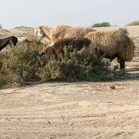 فروش دو راس قوچ چینی و دوبهرترکی جوان.|حیوانات مزرعه|بندر دیر, |دیوار