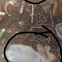 خرگوش ناز