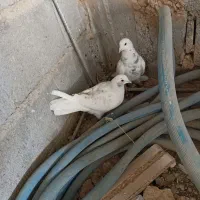 ی جفت فیت ب درد بخور|پرنده|لاران, |دیوار