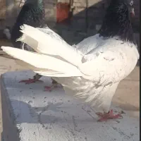 کبوتر رنگی فروش ارزان