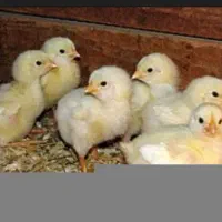 جوجه گوشتی ۱۵ تومان