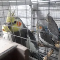 فروش قفس با جفت ها و بچه عروس هلندی