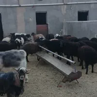 سلام خسته نباشید بره بزغاله|حیوانات مزرعه|قم, جوی شور|دیوار