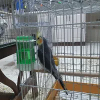 عروس هلندی|پرنده|قم, بنیاد|دیوار