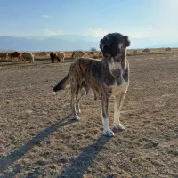 سگ ماده خراسانی