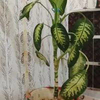 گل دیفن باخیا فروشی|گل و گیاه طبیعی|باوله, |دیوار